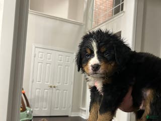 Bernese Mountain Dog dogs Bernese Mountain Dog Puppy 3 - Ad 2