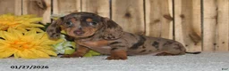 Miniature Dachshund dogs for sale: Wendy - Ad 4