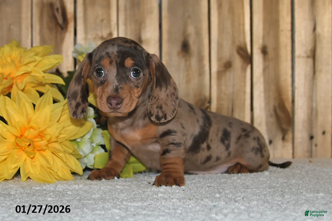 Miniature Dachshund dogs for sale: Wendy - Ad 4
