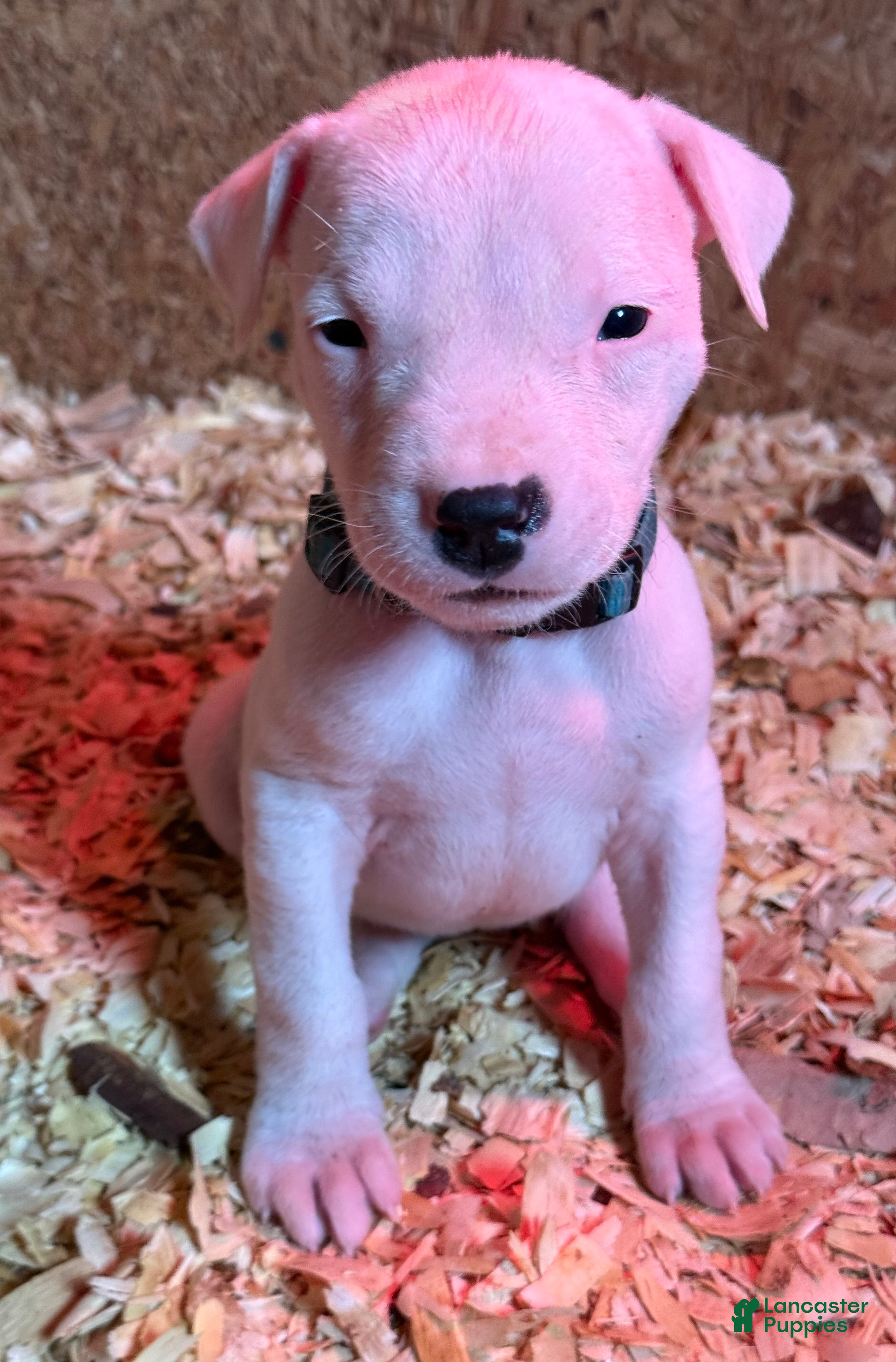 Dogo Argentino dogs Light blue collar male.  - Ad 9