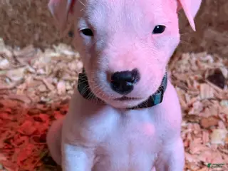 Dogo Argentino dogs Light blue collar male. - Ad 9