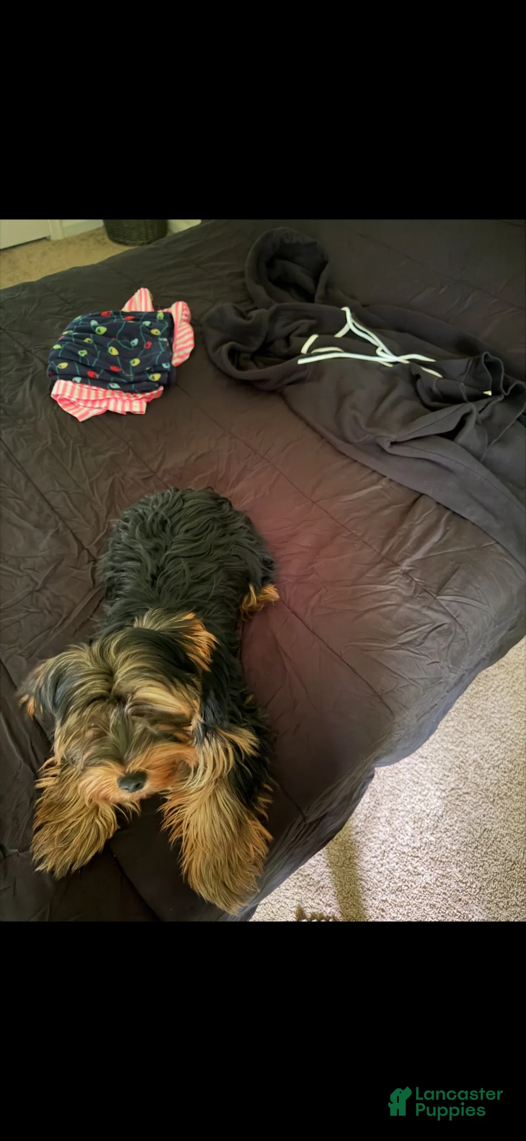 Yorkshire Terrier dogs for sale: Yorkshire Terrier 1  - Ad 1