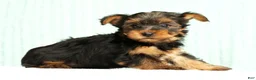 Yorkshire Terrier dogs for sale: Mason - Ad 8