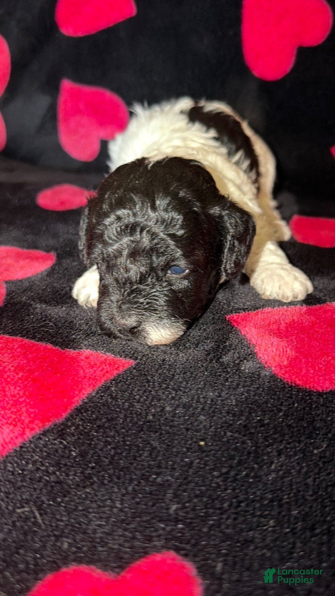 Toy Poodle dogs for sale: Luca  - Ad 4