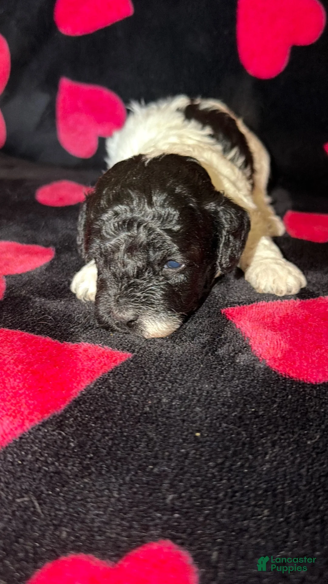 Toy Poodle dogs for sale: Luca  - Ad 1