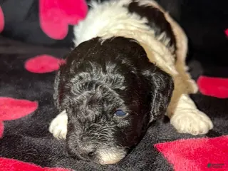 Toy Poodle dogs for sale: Luca - Ad 4