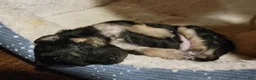 Bichpoo dogs for sale: Ember  - Ad 9