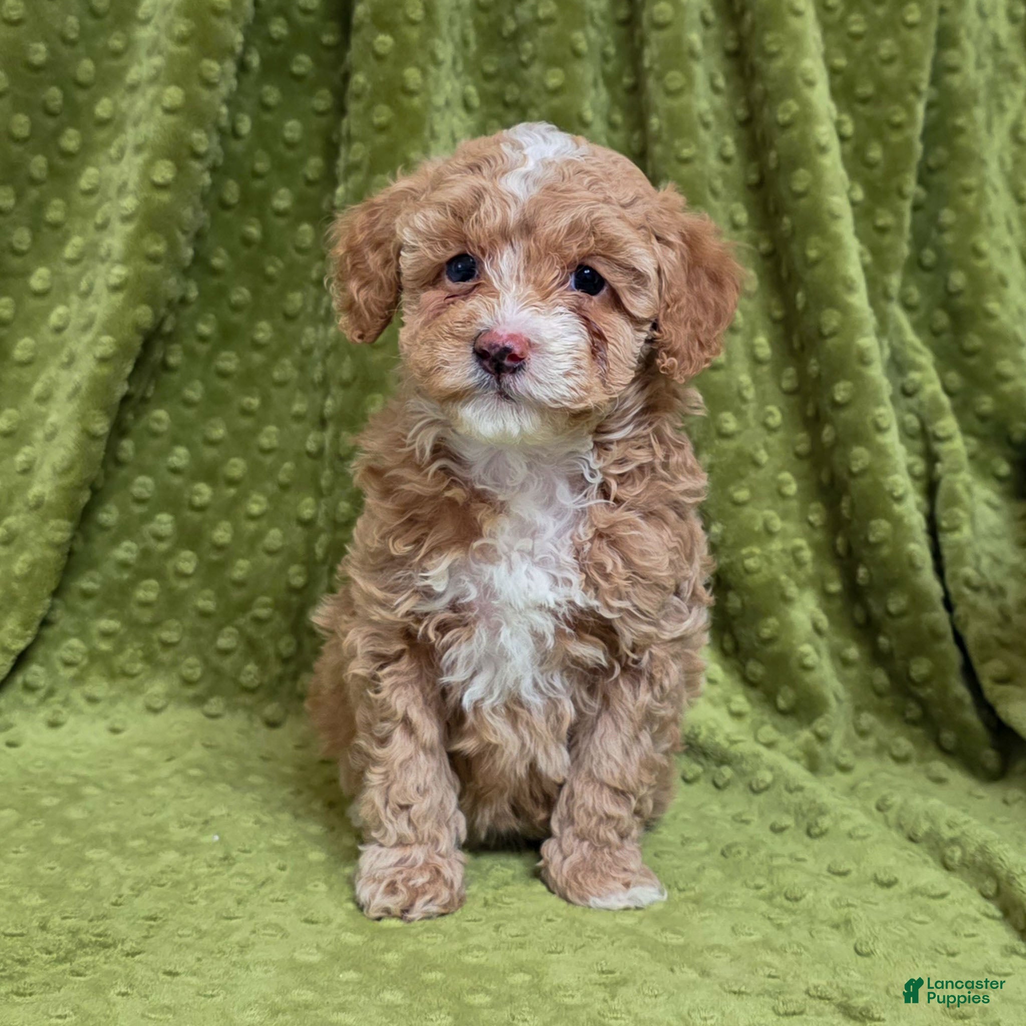 Standard Poodle dogs Cactus - Ad 40