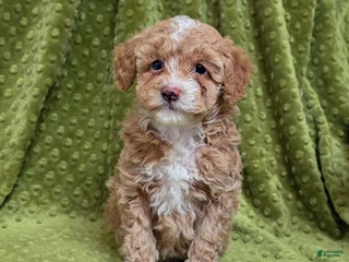 Standard Poodle dogs Cactus - Ad 40