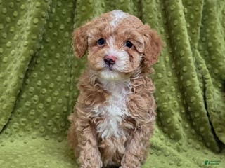 Standard Poodle dogs Cactus - Ad 23