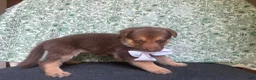 German Shepherd dogs for sale: Birch - Ad 3