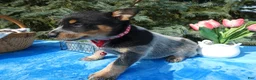 Australian Cattle Dog dogs for sale: Australian Cattle Dog 3 - Ad 3