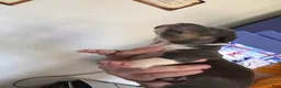 American Bully dogs for sale: American Bully 8 - Ad 1