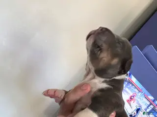 American Bully dogs American Bully 8 - Ad 41
