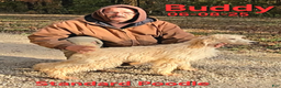 Standard Poodle dogs for sale: Buddy - Ad 2