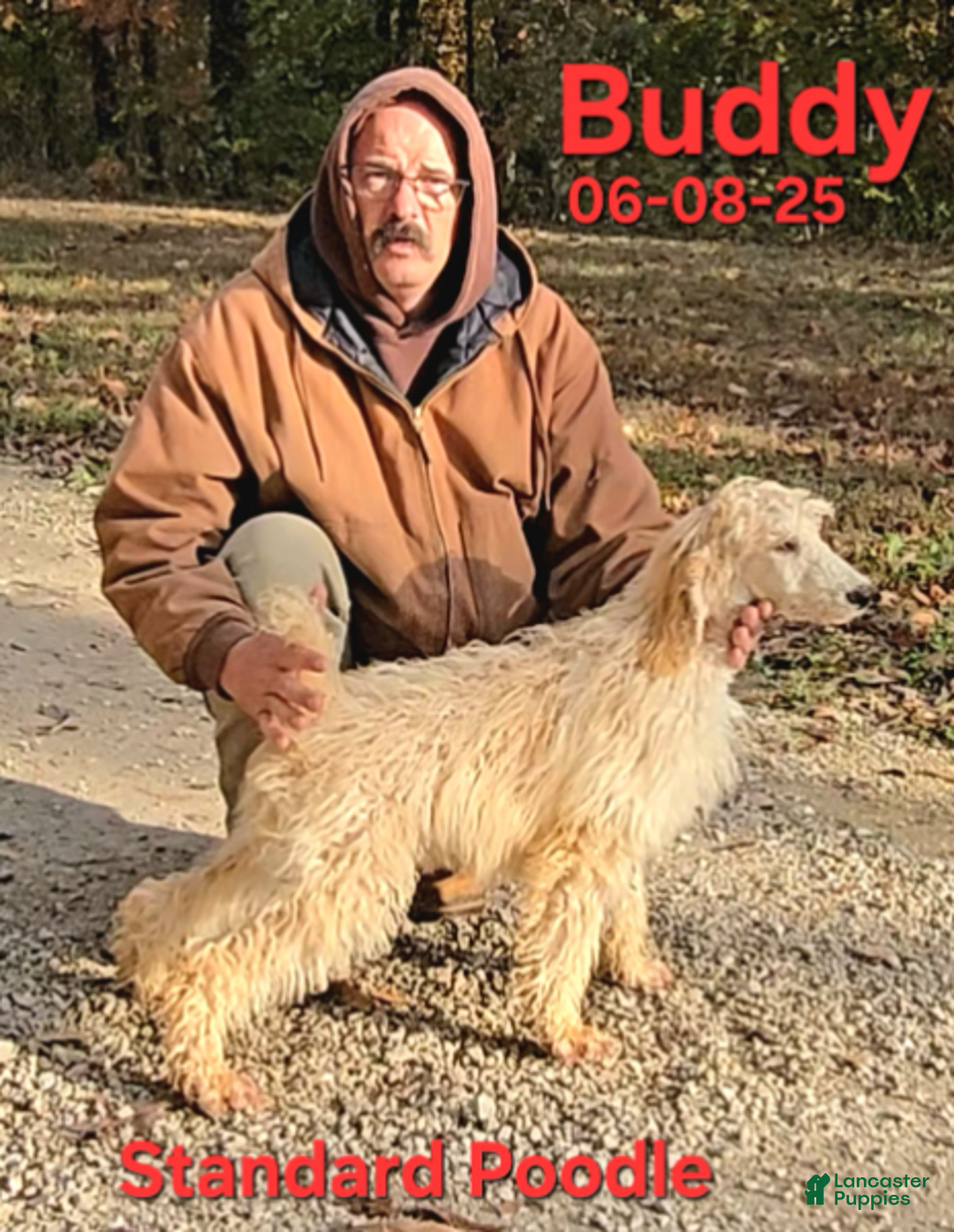 Standard Poodle dogs for sale: Buddy - Ad 2