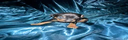 Miniature Pinscher dogs for sale: Hercules - Ad 2