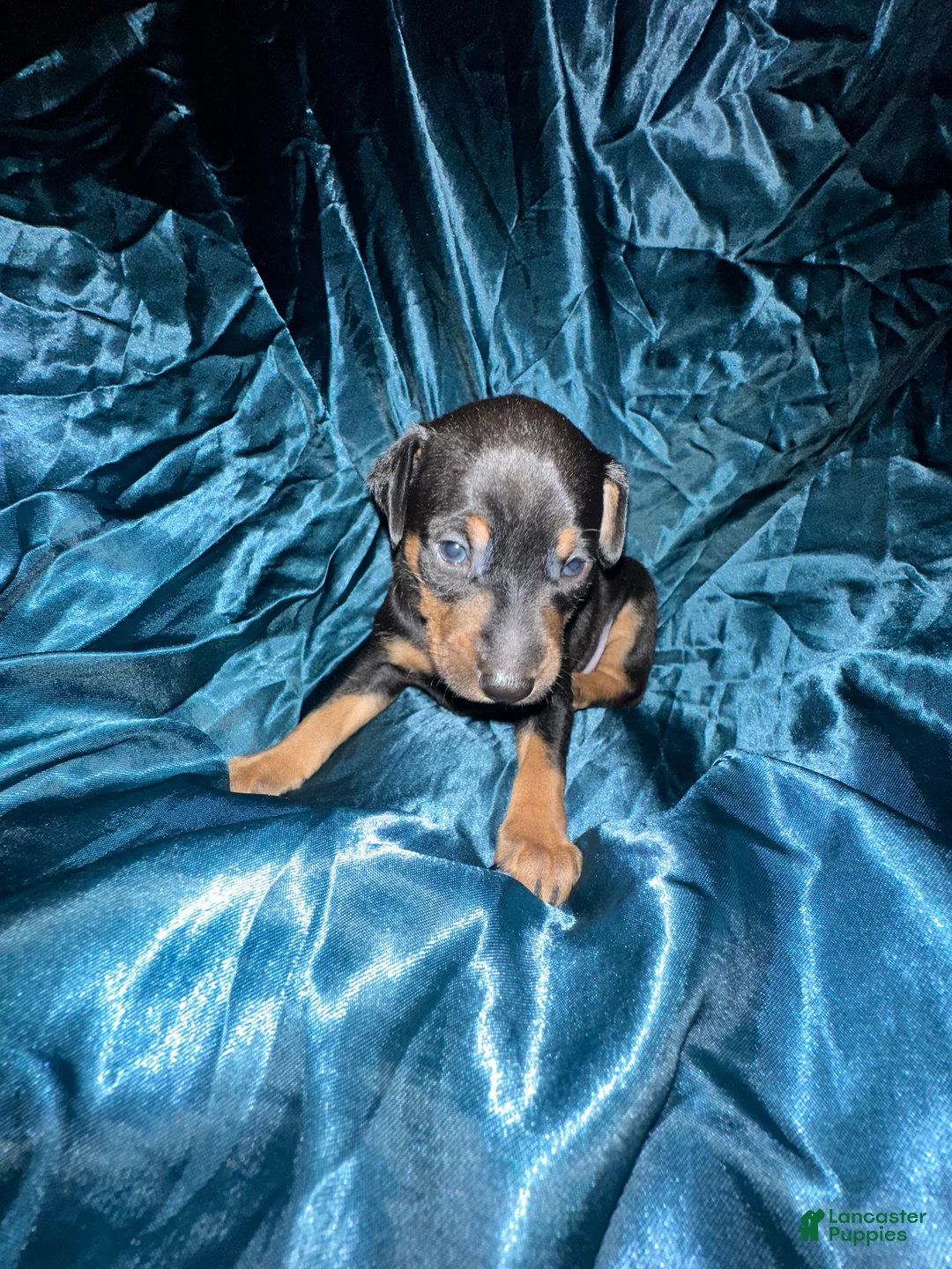 Miniature Pinscher dogs for sale: Hercules - Ad 2