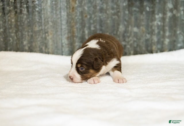 Miniature Australian Shepherd dogs Lava Miniature Australian Shepherd Puppy  - Ad 2