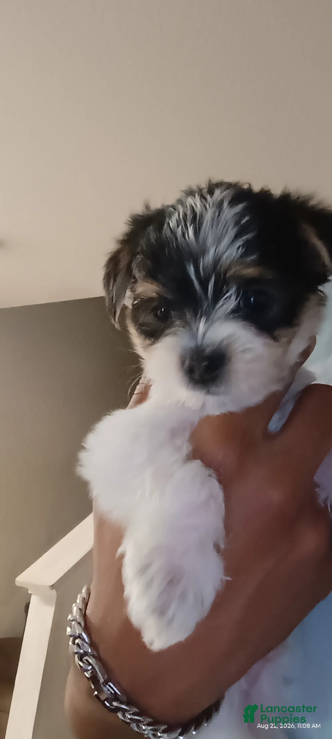 Yorkshire Terrier dogs for sale: Kai - Ad 1