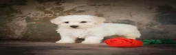 Bichon Frise dogs for sale: Buddy - Ad 4