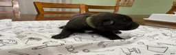 Belgian Malinois dogs for sale: Hickory (green) - Ad 4