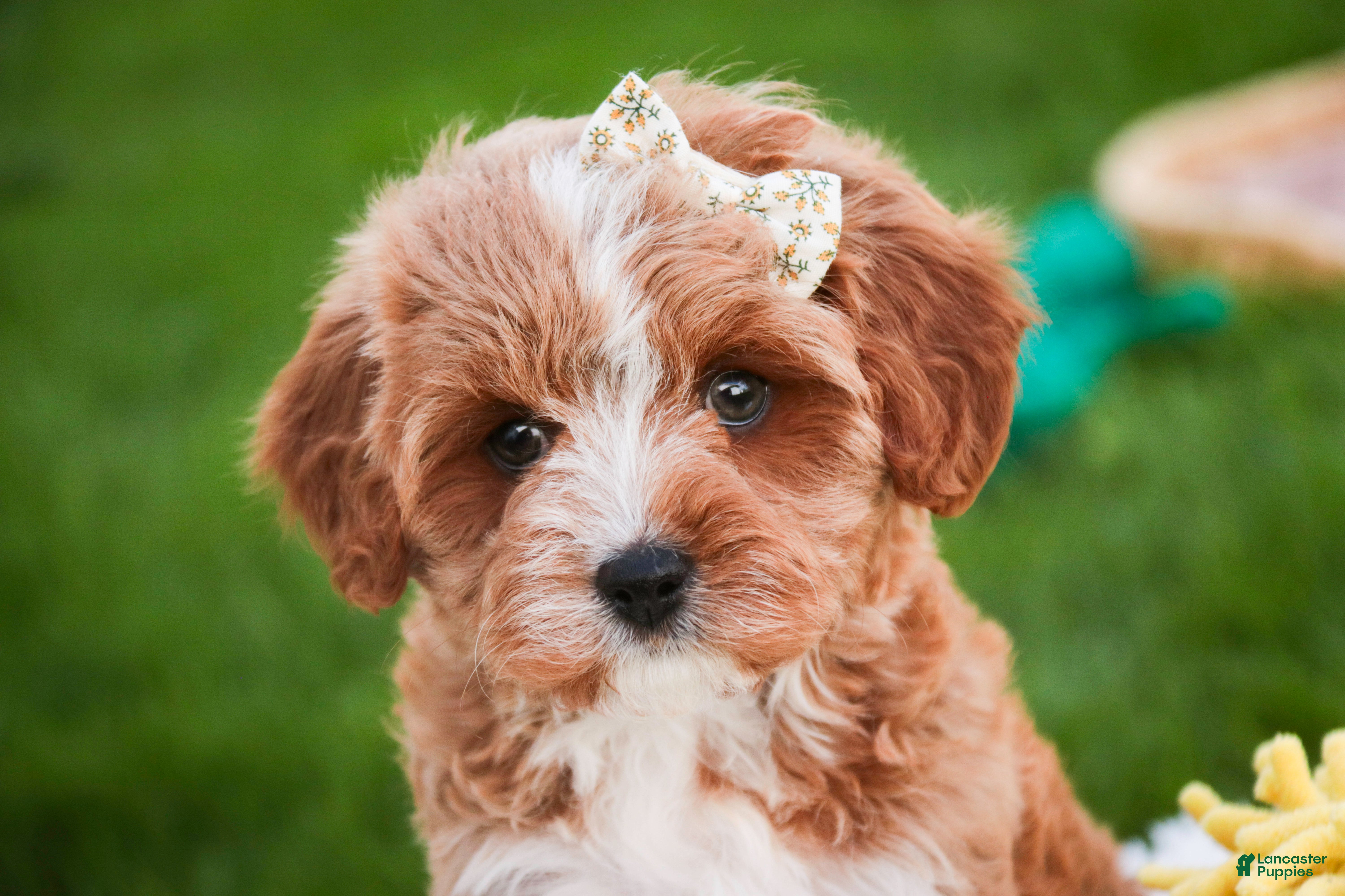 Cavapoo dogs Harper - Ad 1
