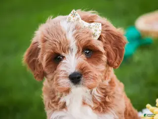 Cavapoo dogs for sale: Harper - Ad 2