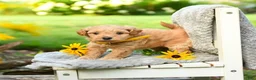 Cavapoo dogs for sale: Lemon - Ad 2