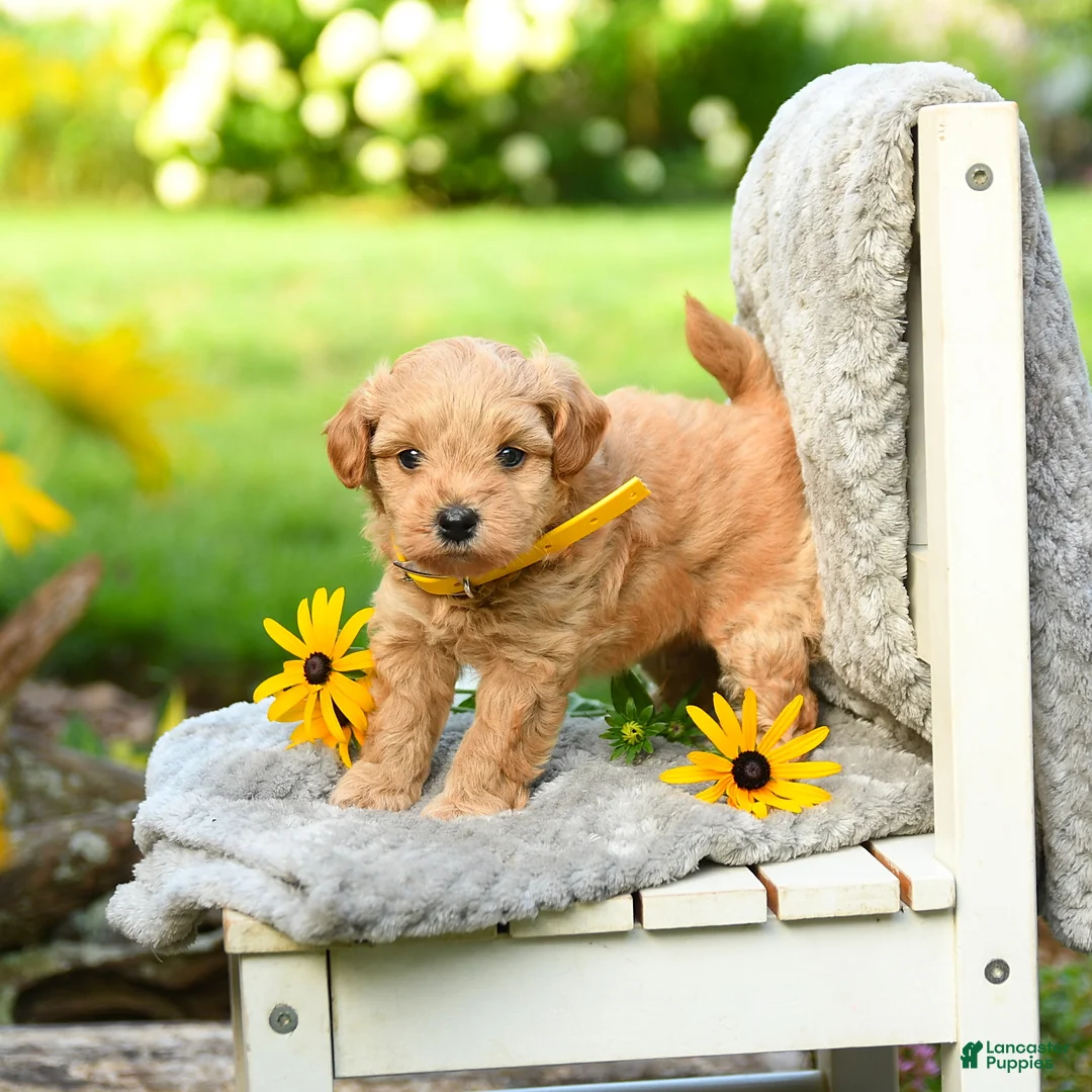 Cavapoo dogs for sale: Lemon - Ad 2