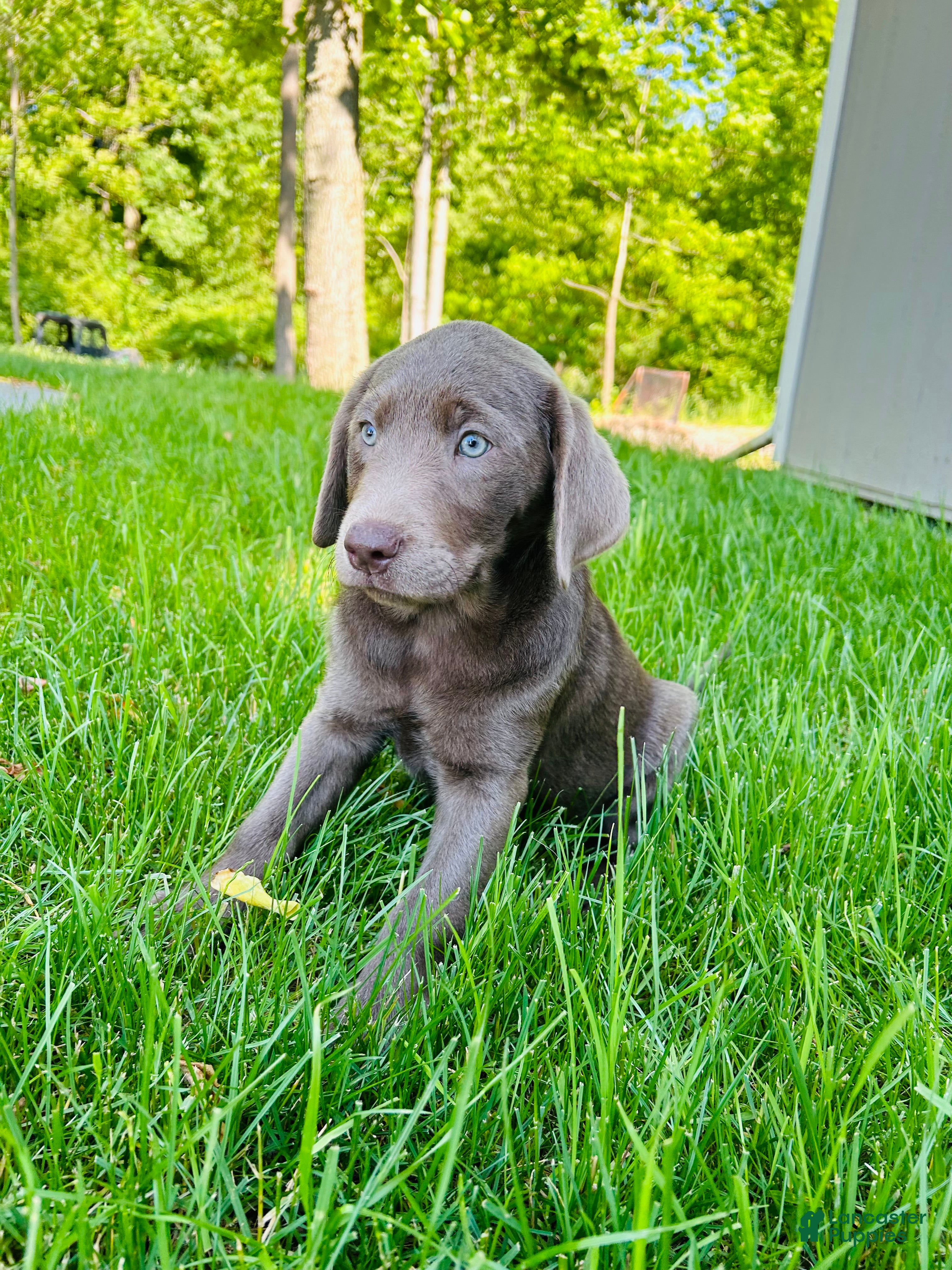 Labrador Retriever dogs Macy - Ad 2