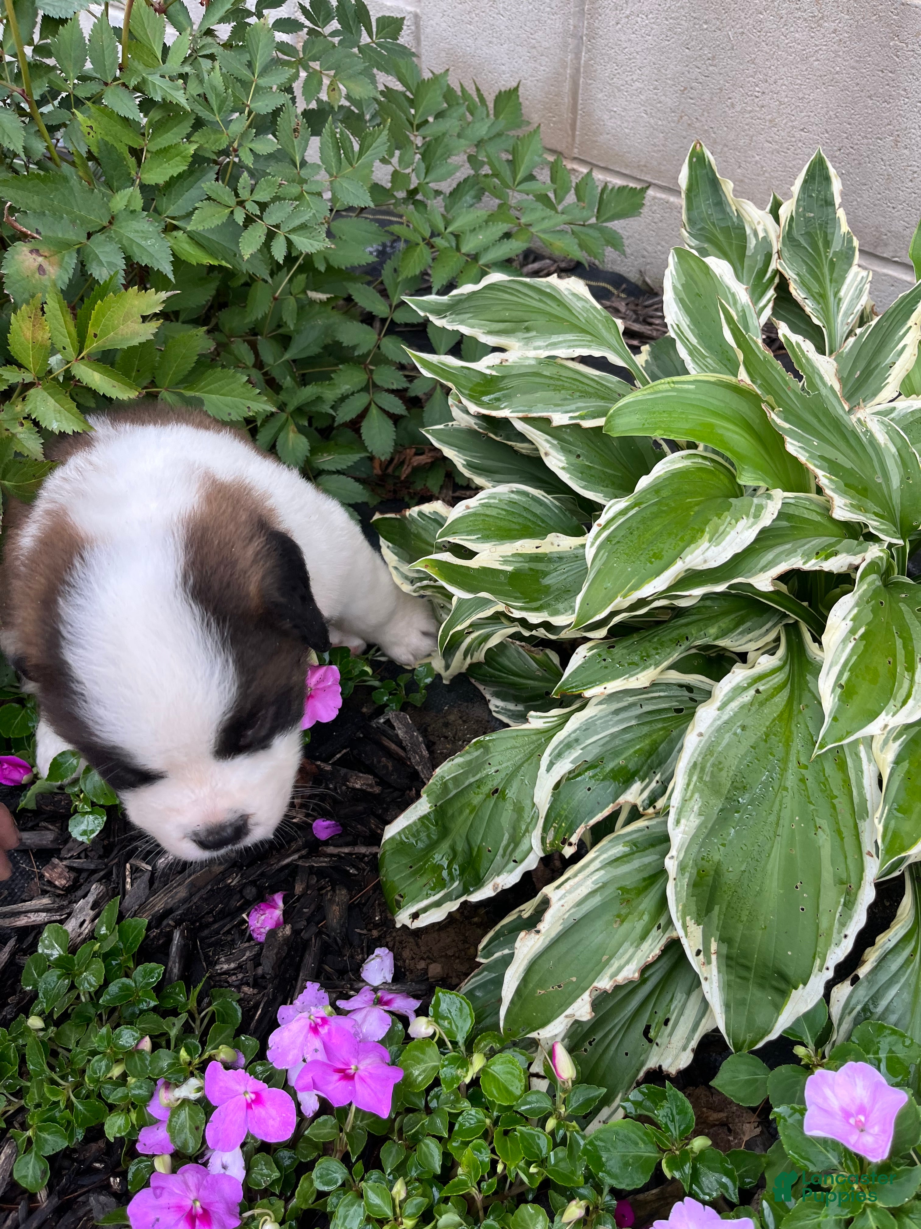 Saint Bernard dogs Saint Bernard 6 - Ad 1