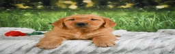 Golden Retriever dogs for sale: Jasper - Ad 11