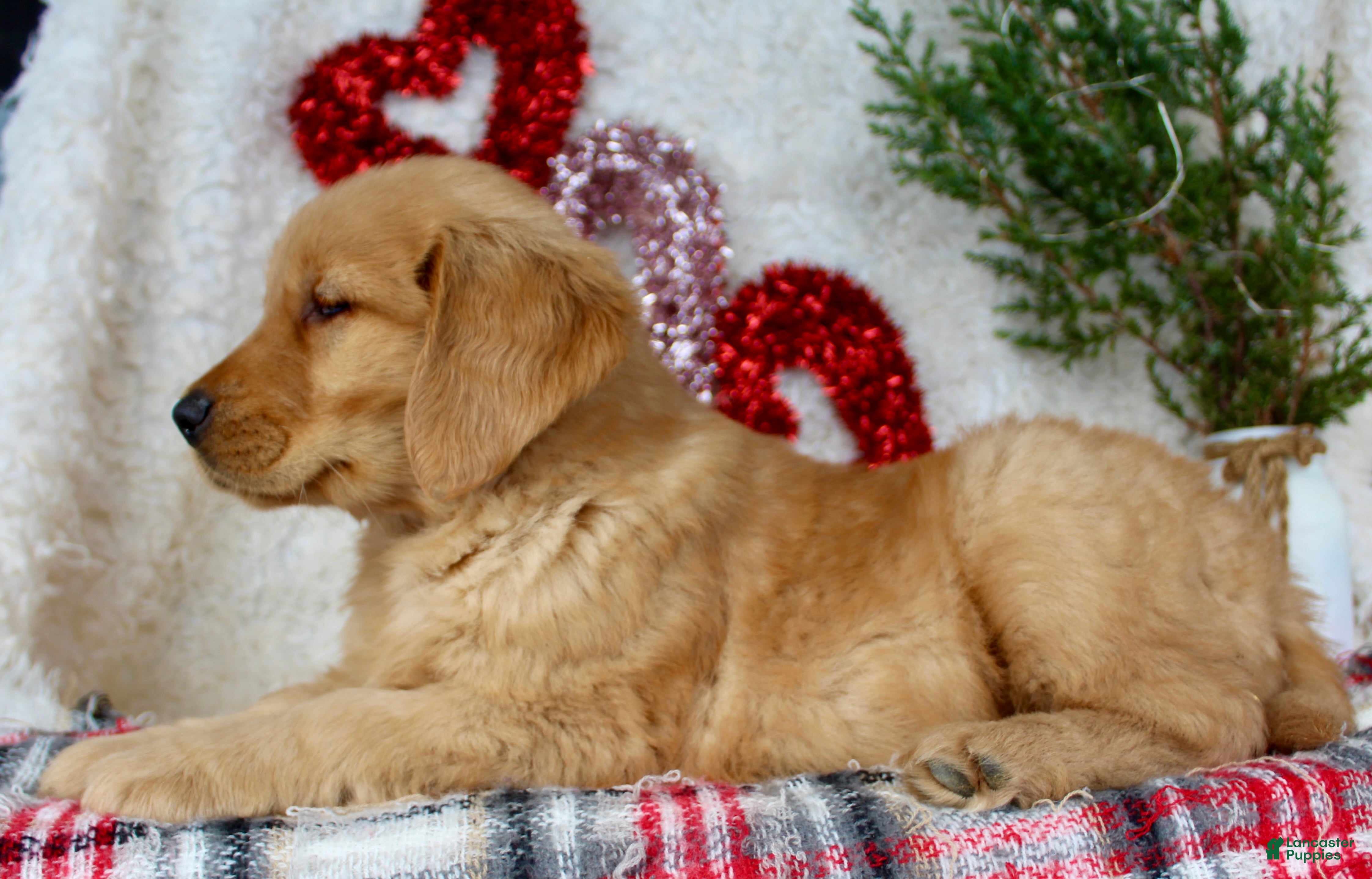 Golden Retriever dogs Tucker - Ad 2