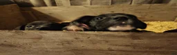 American Pit Bull Terrier dogs for sale: American Pit Bull Terrier 1 - Ad 3