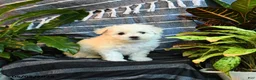 Bichon Frise dogs for sale: Vanilla - Ad 5