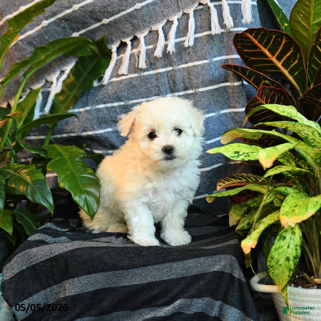 Bichon Frise dogs for sale: Vanilla - Ad 5