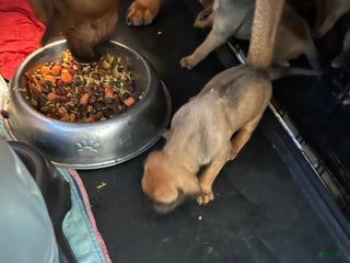 Rhodesian Ridgeback dogs Rhodesian Ridgeback Puppy 11 - Ad 30