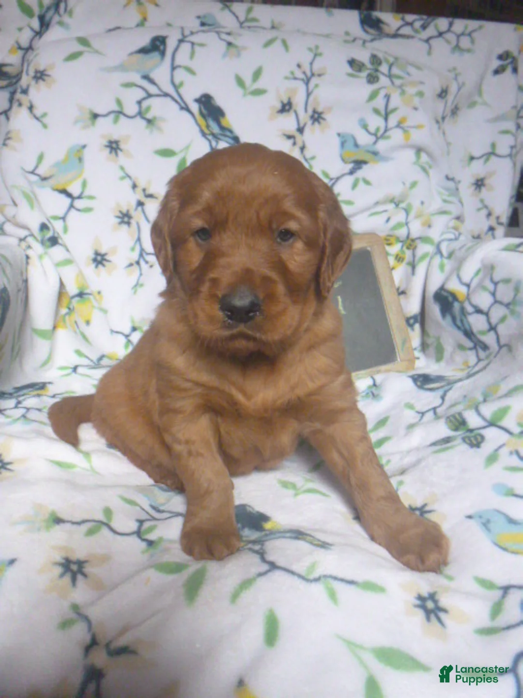 Mixed Breed dogs for sale: Remi - Ad 2