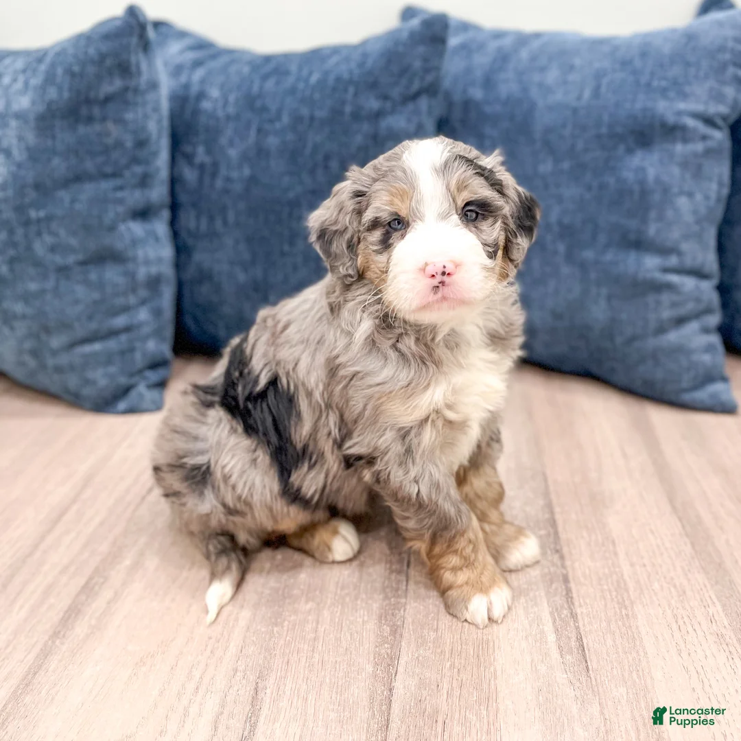 Mini Bernedoodle dogs for sale: Wesley - Ad 1