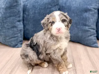 Mini Bernedoodle dogs for sale: Wesley - Ad 4