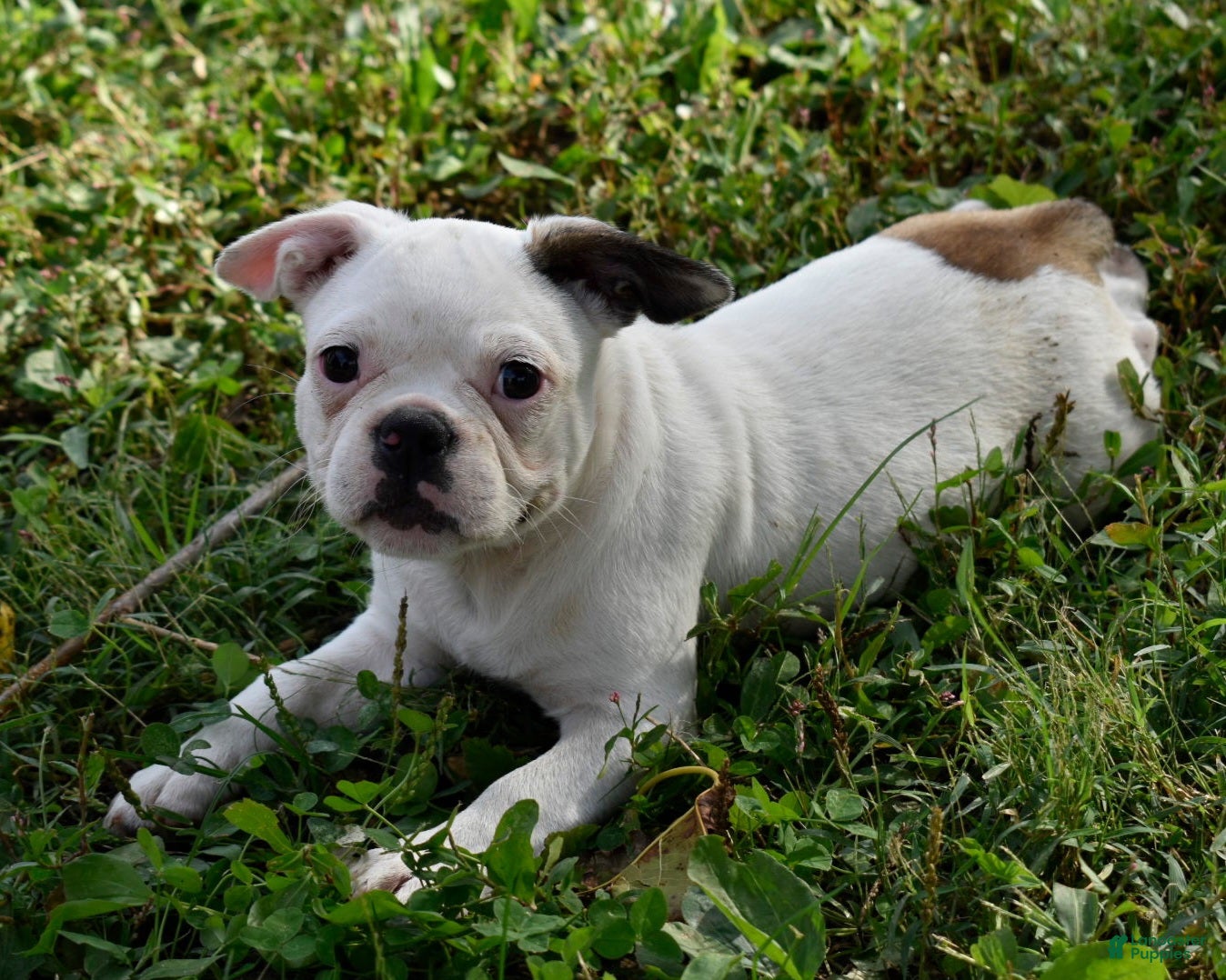 Mixed breed
