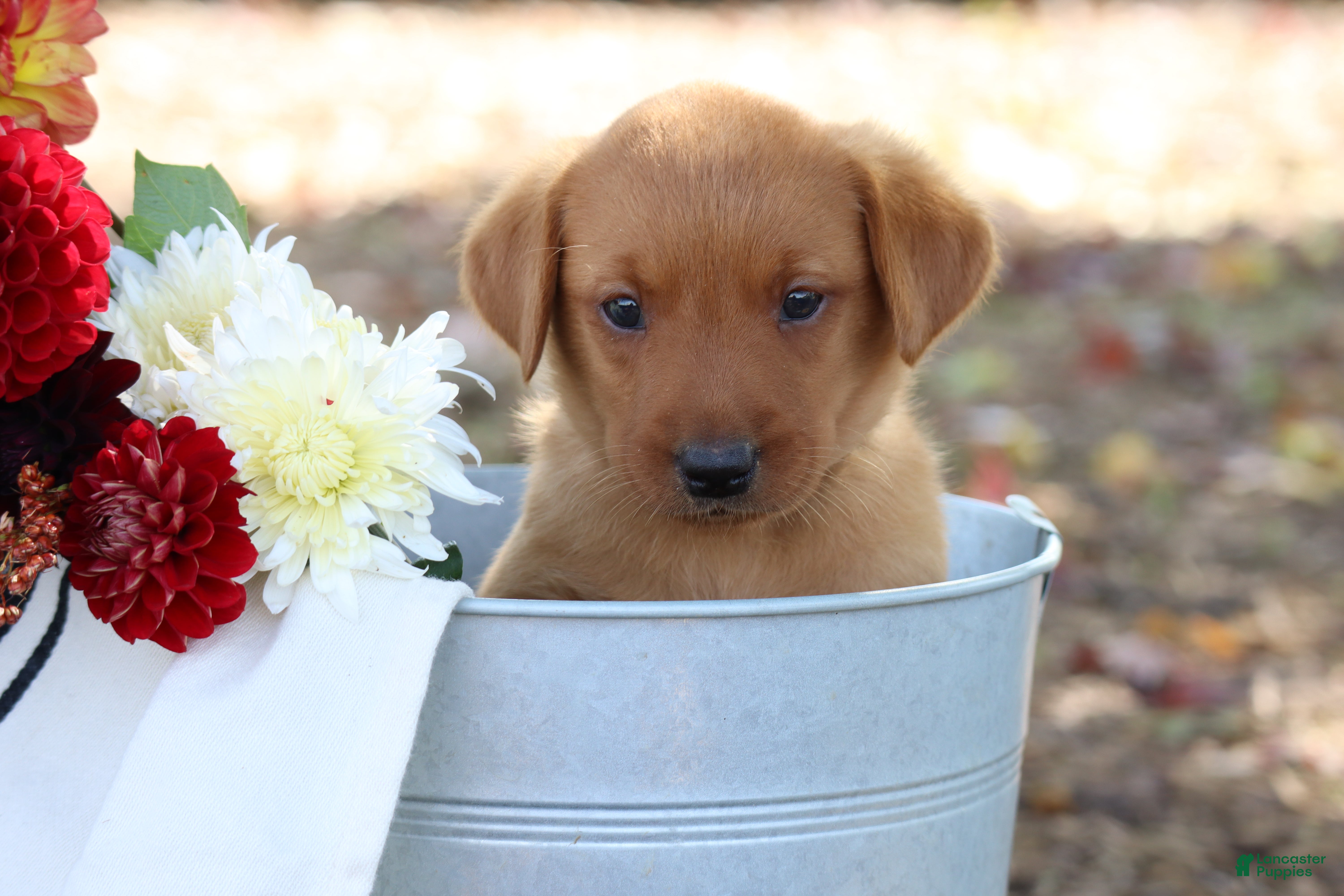 Labrador Retriever dogs Acorn - Ad 1