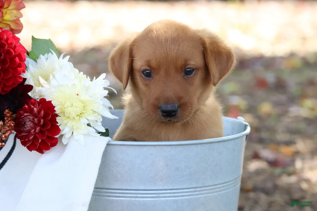 Labrador Retriever dogs for sale: Acorn - Ad 1