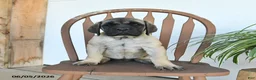 English Mastiff dogs for sale: Jemima - Ad 4