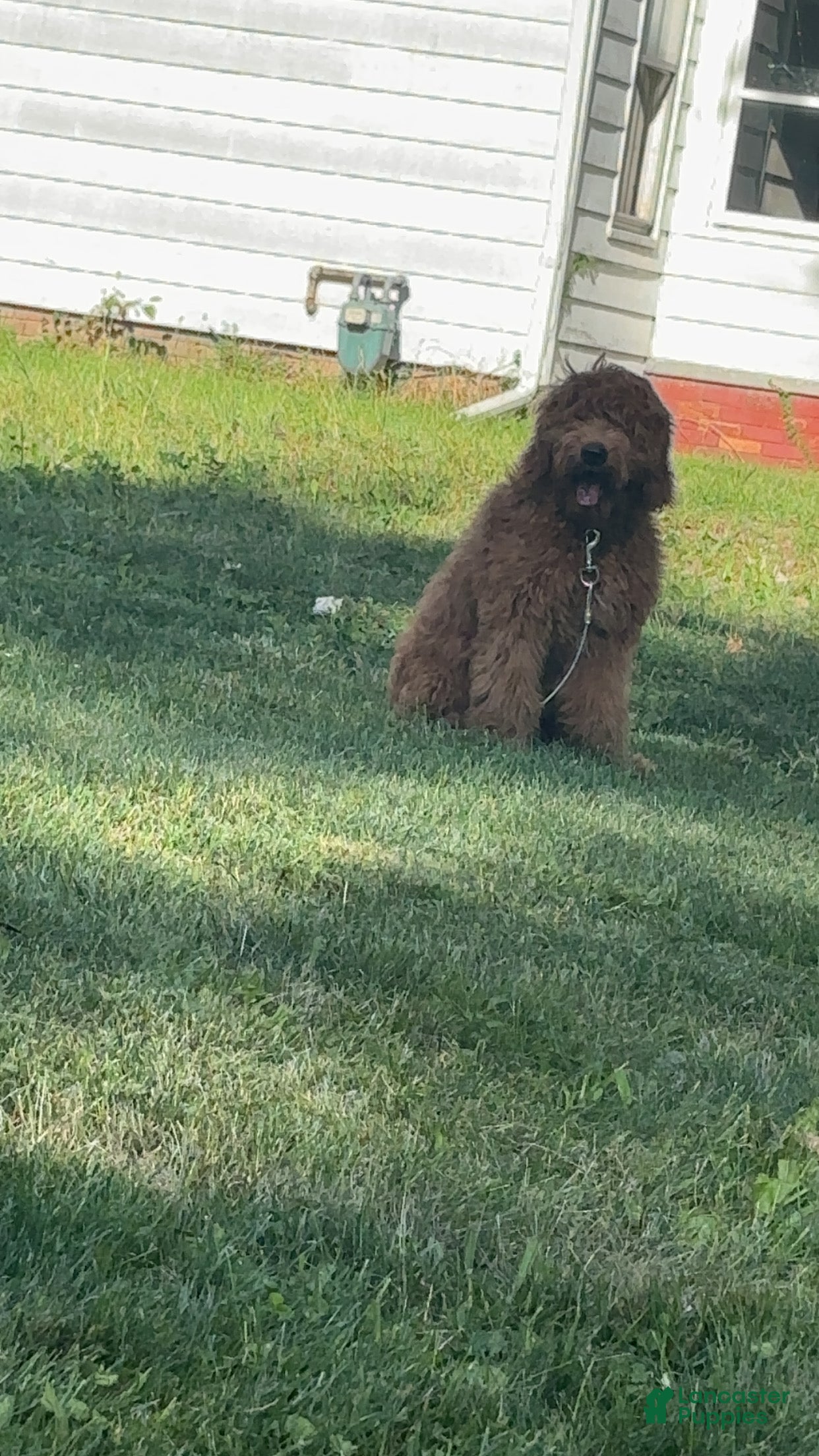 Goldendoodle dogs Goldendoodle Puppy 1 - Ad 33