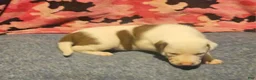 Border Collie dogs for sale: Suzy - Ad 13