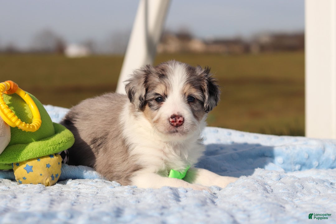 Mini Bernedoodle dogs for sale: Edgar - Ad 4