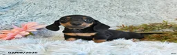 Miniature Dachshund dogs for sale: Bear - Ad 3
