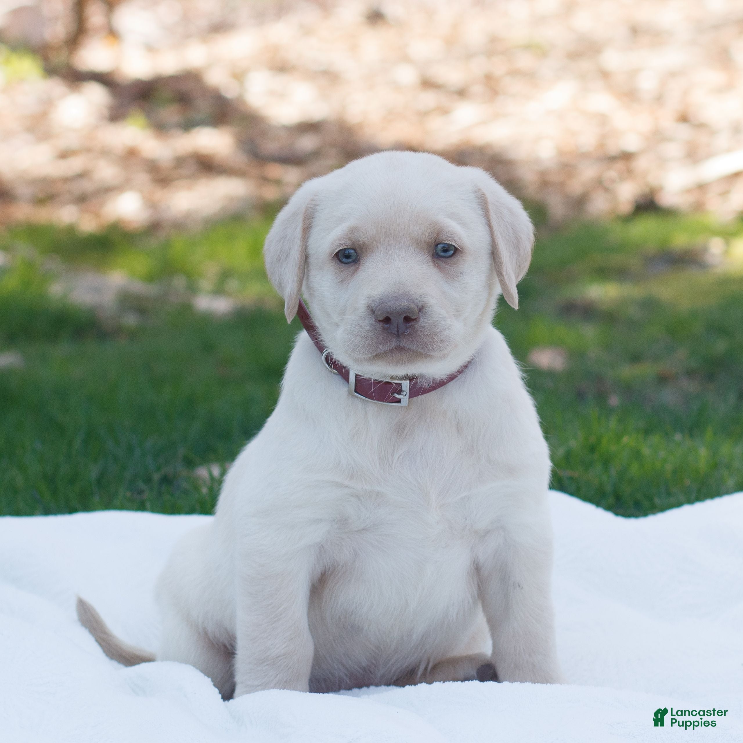 Labrador Retriever dogs Rhett  - Ad 1